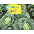 Flat green fresh vegetable hybrid f1 chinese cabbage  seeds